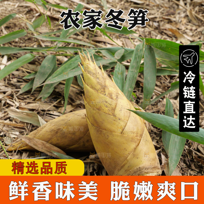 竹林现挖的冬笋
