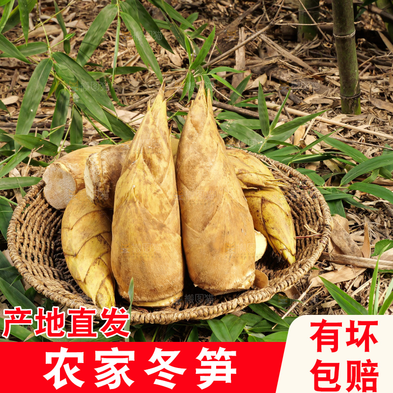 竹林现挖的冬笋