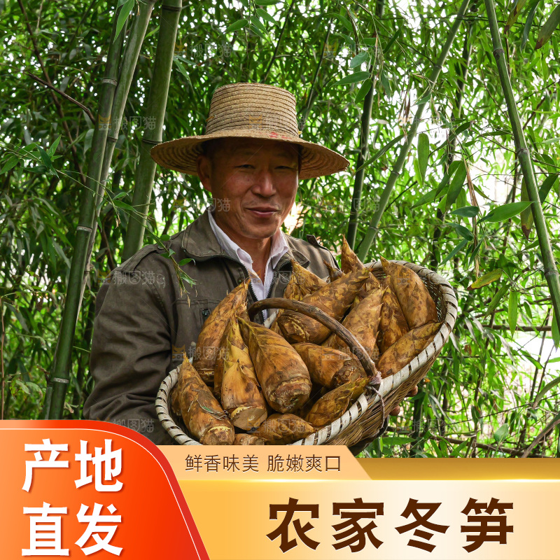 竹林现挖的冬笋