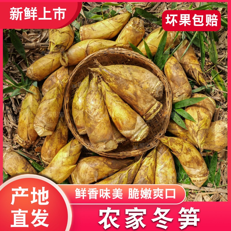 竹林现挖的冬笋