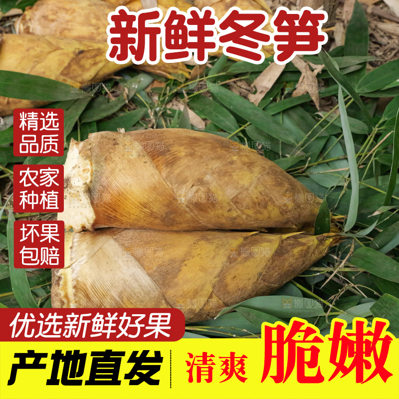 竹林现挖的冬笋