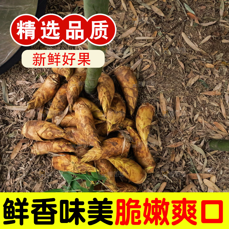 竹林现挖的冬笋