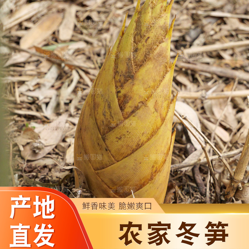竹林现挖的冬笋