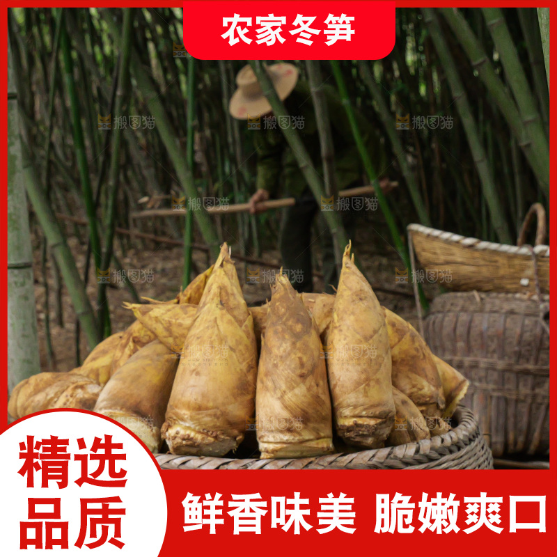 竹林现挖的冬笋