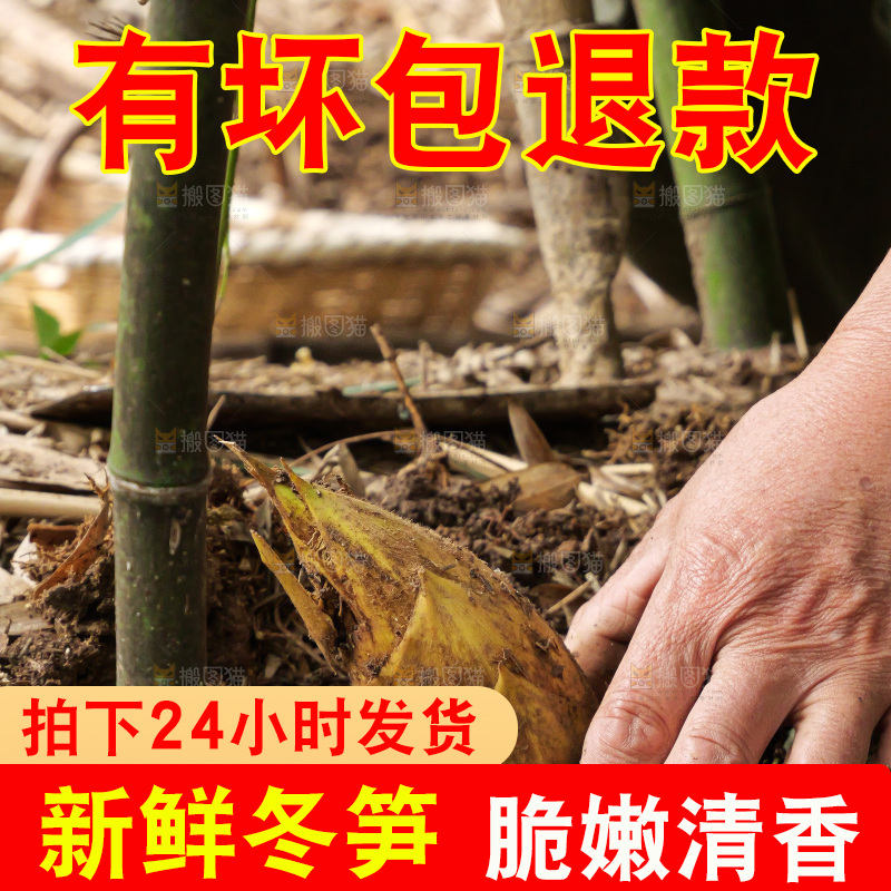 竹林现挖的冬笋