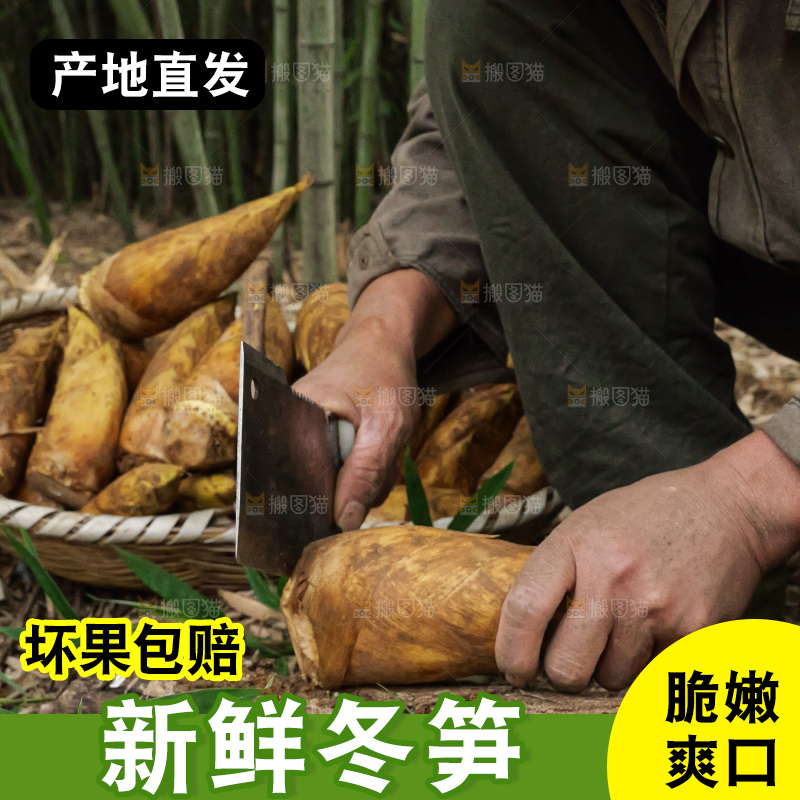 竹林现挖的冬笋