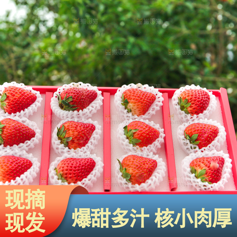礼盒装新鲜丹东草莓
