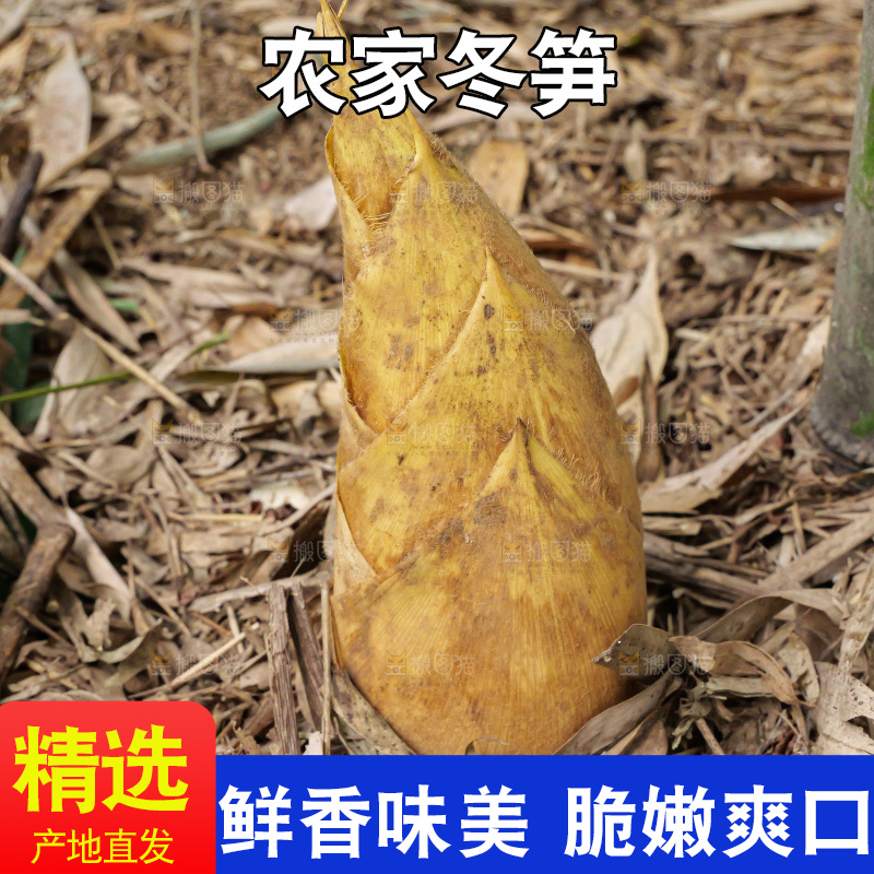 竹林现挖的冬笋