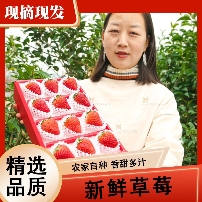 礼盒装新鲜丹东草莓
