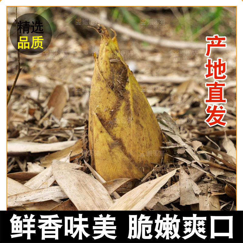 竹林现挖的冬笋