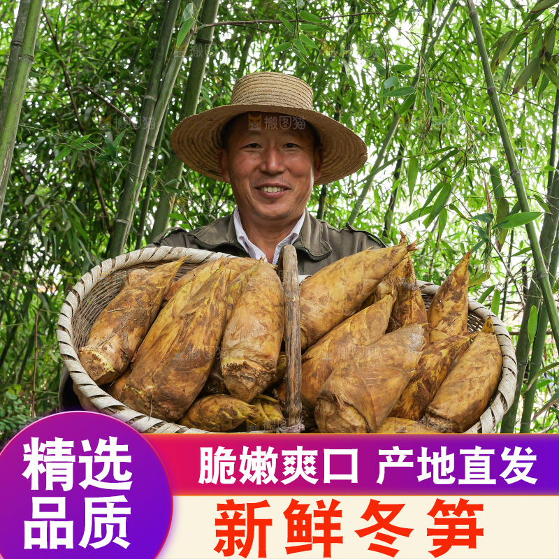 竹林现挖的冬笋
