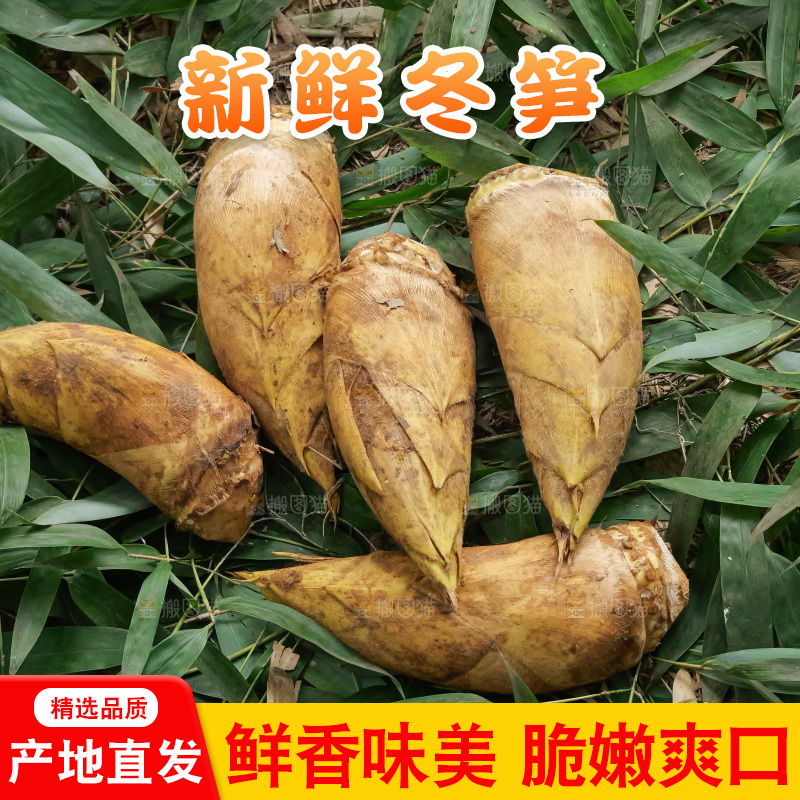竹林现挖的冬笋