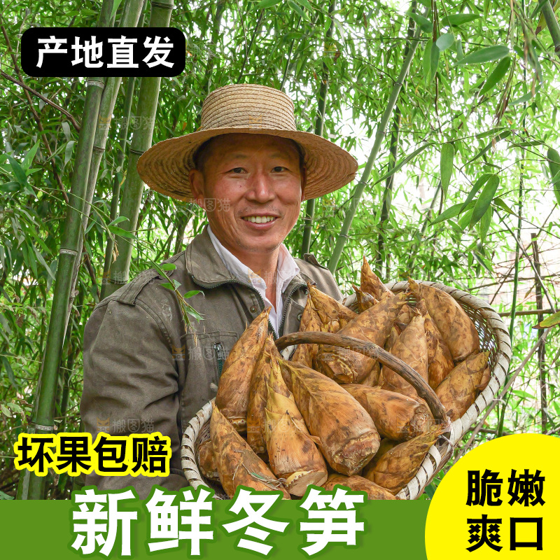 竹林现挖的冬笋