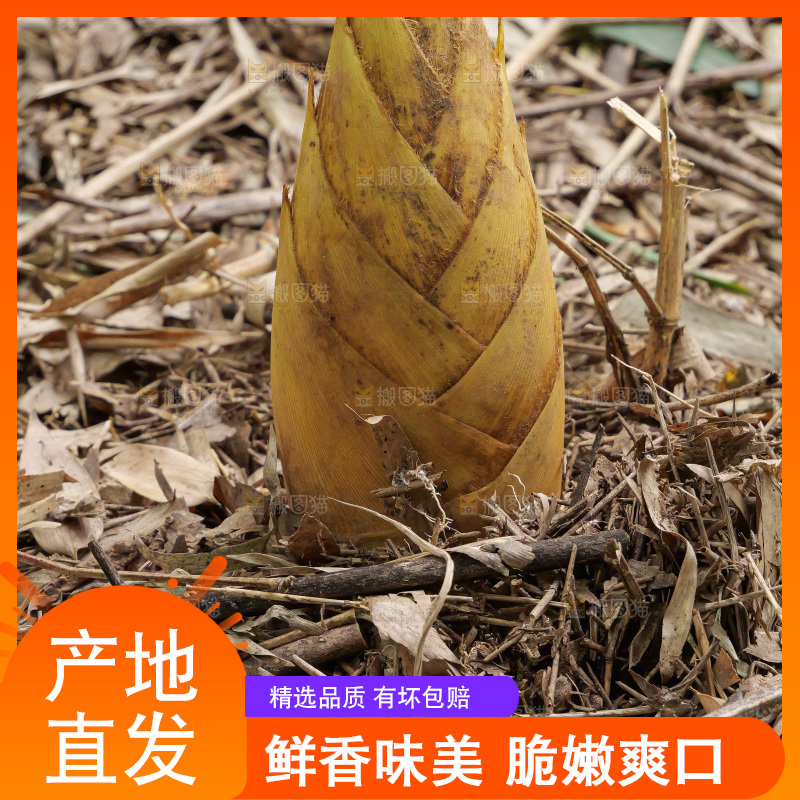 竹林现挖的冬笋