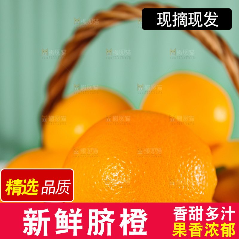 浅底上的赣南脐橙