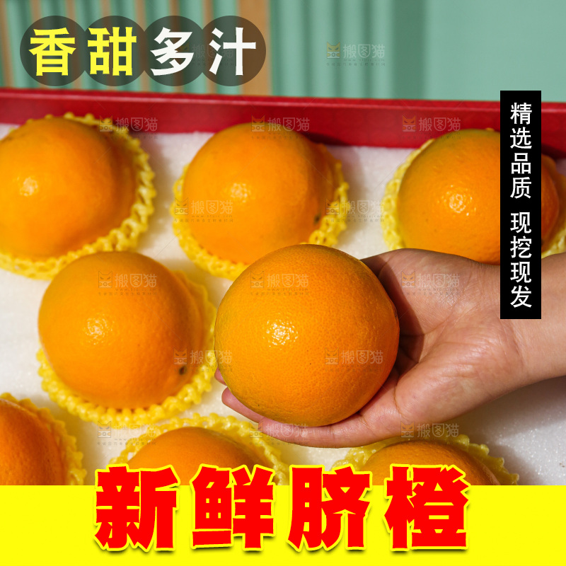 浅底上的赣南脐橙