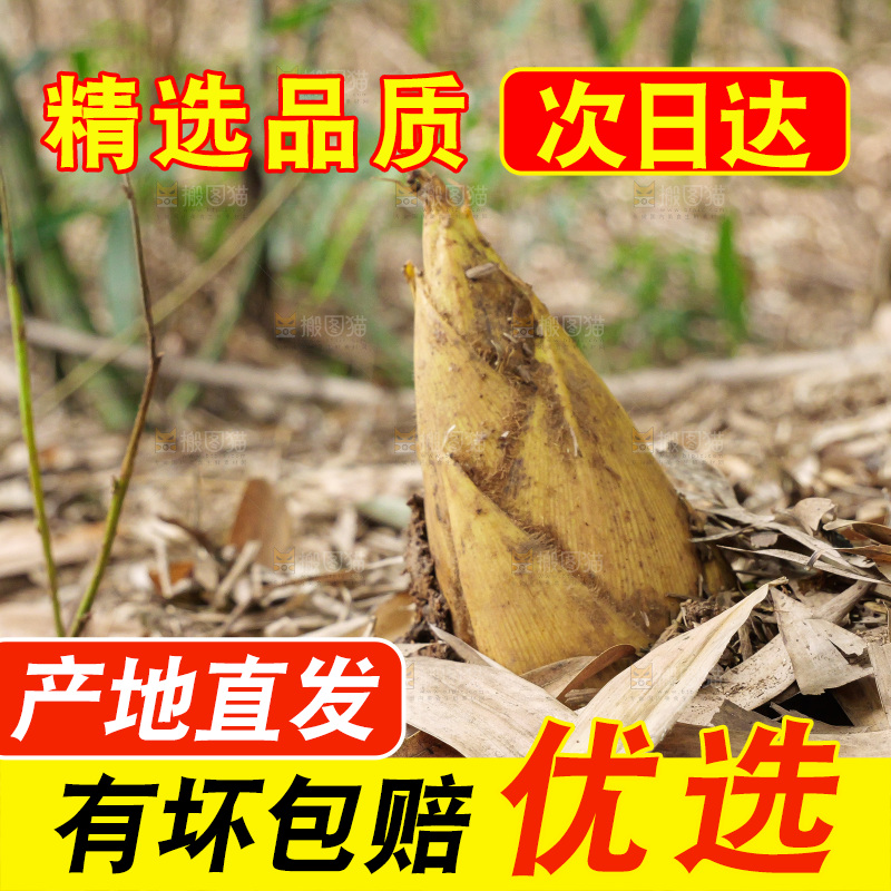 竹林现挖的冬笋