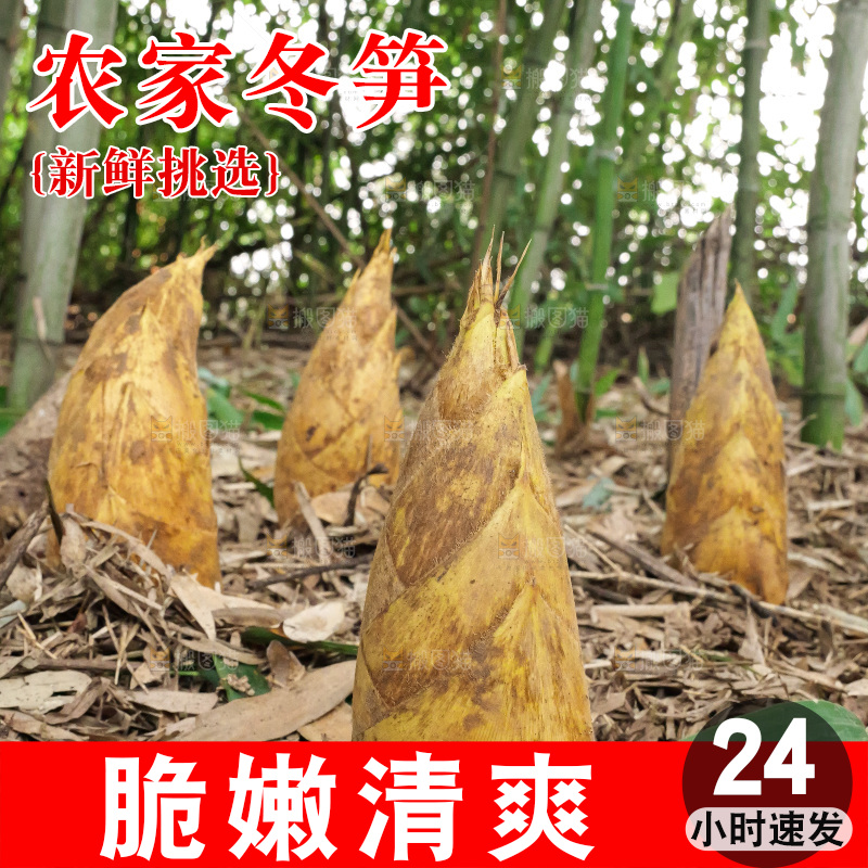竹林现挖的冬笋