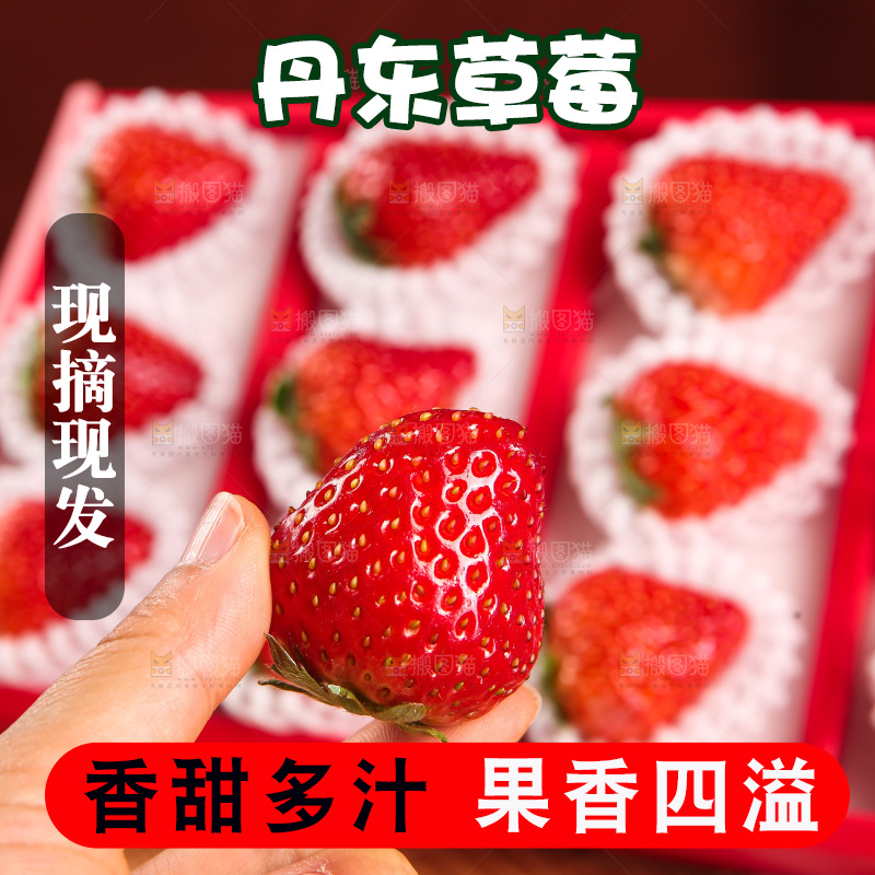 礼盒装新鲜丹东草莓