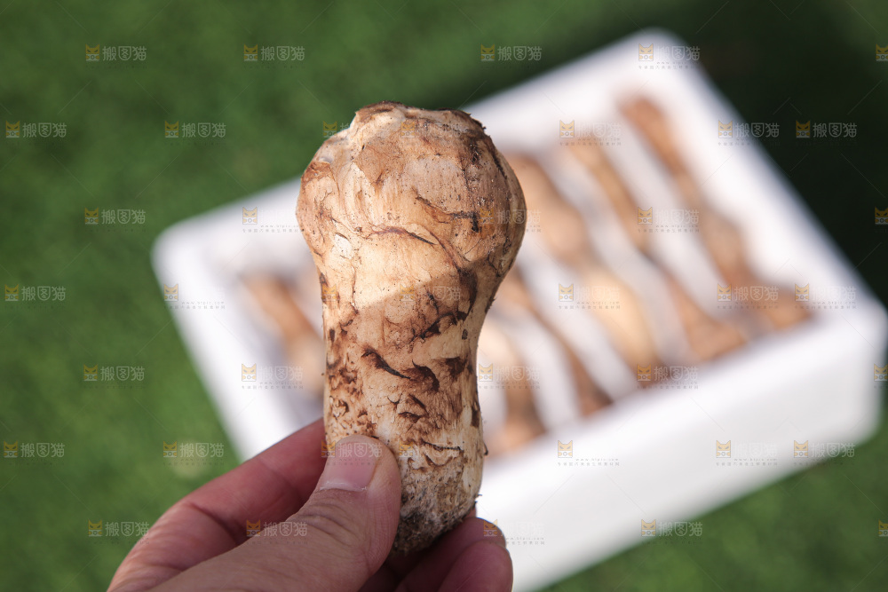 箱子里装的松茸菇