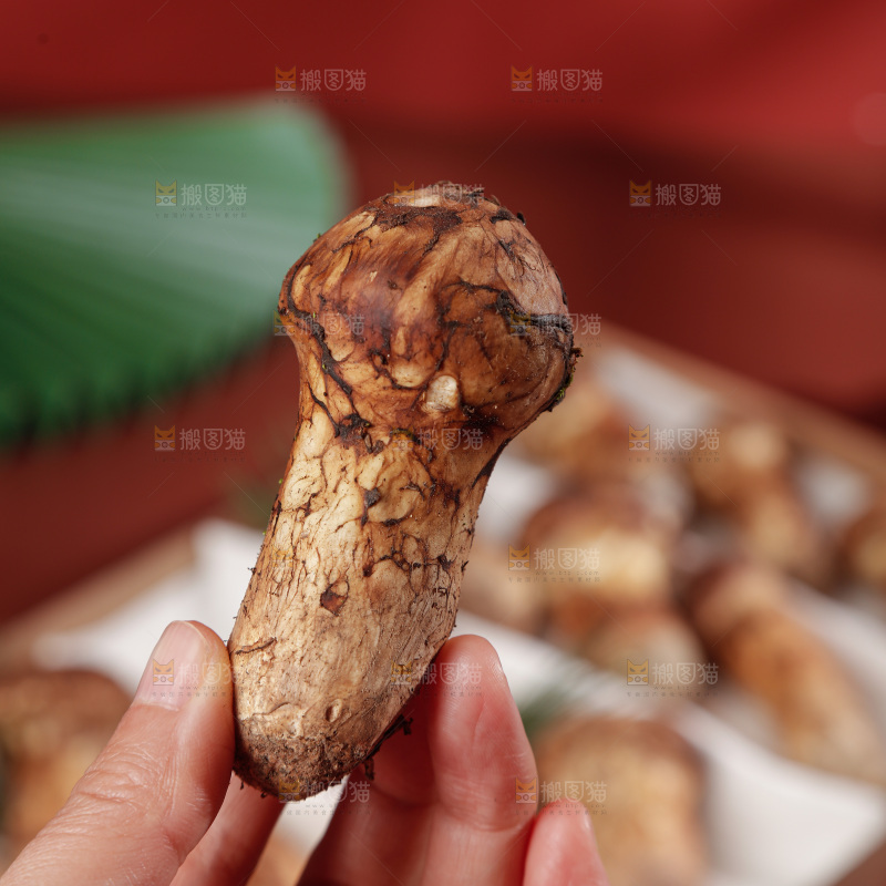 深底上的松茸菇