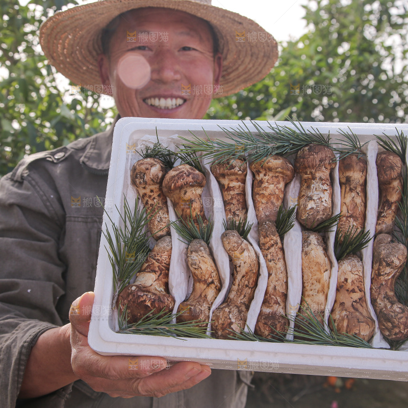 箱子里装的松茸菇