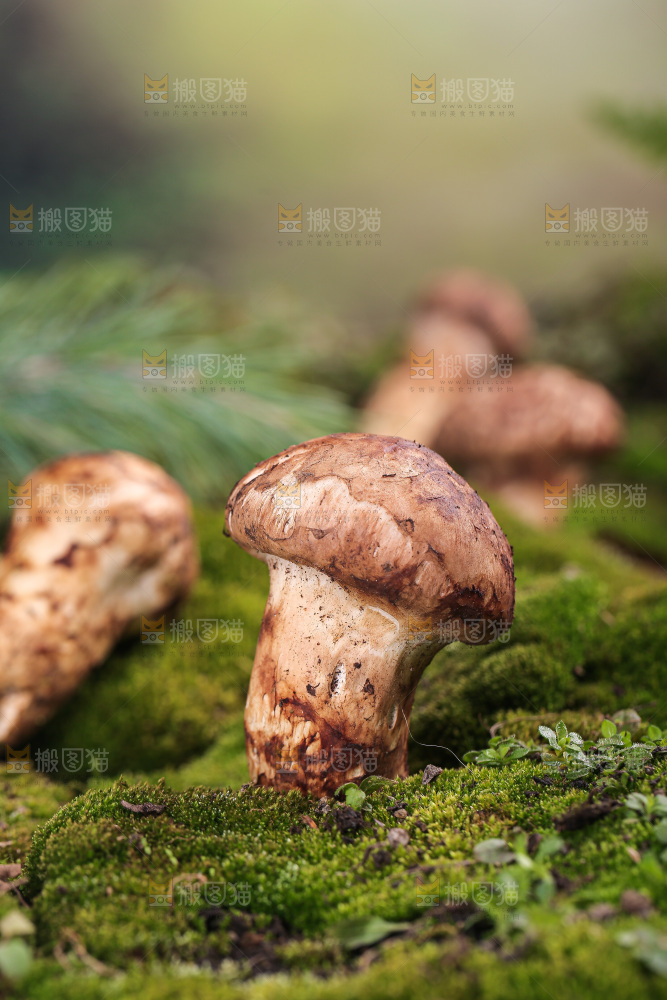 草地上的松茸菇