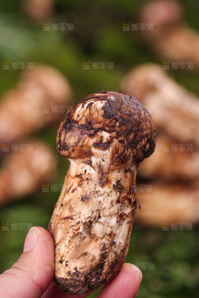 草地上的松茸菇