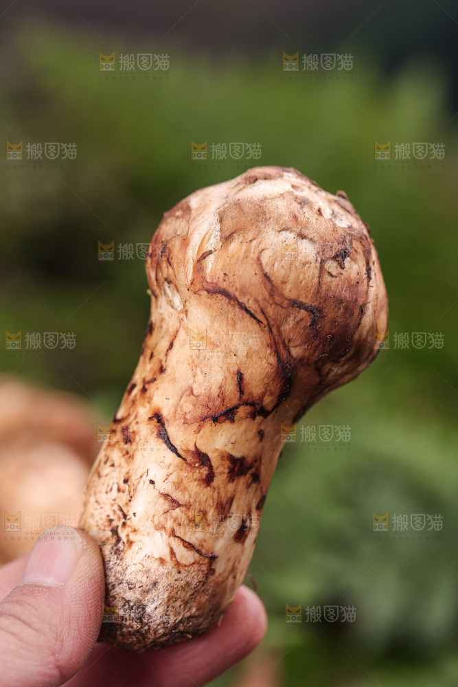 草地上的松茸菇