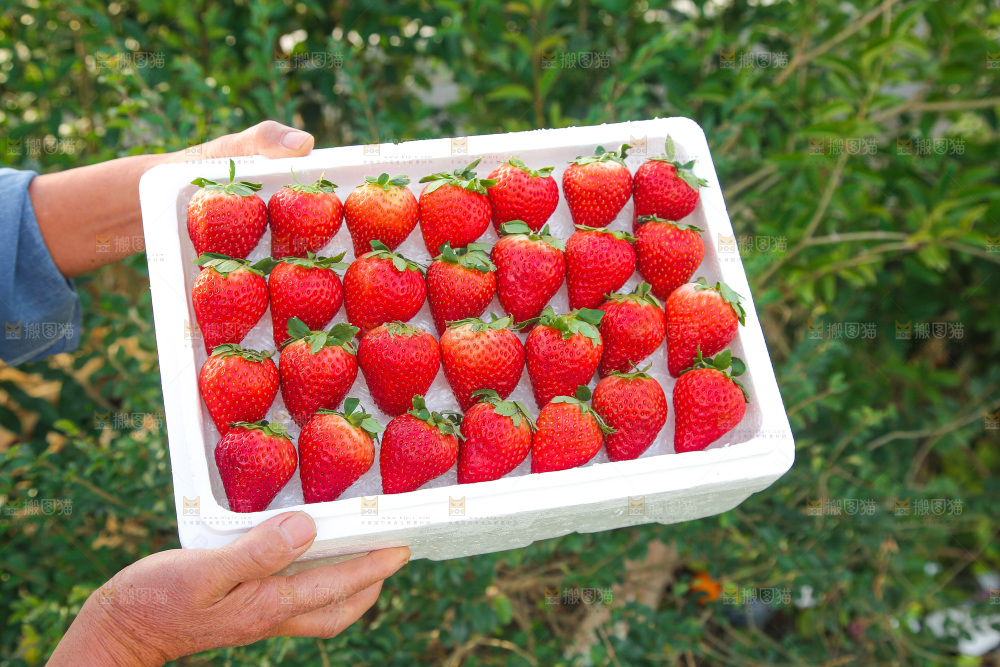 箱子里装的新鲜草莓