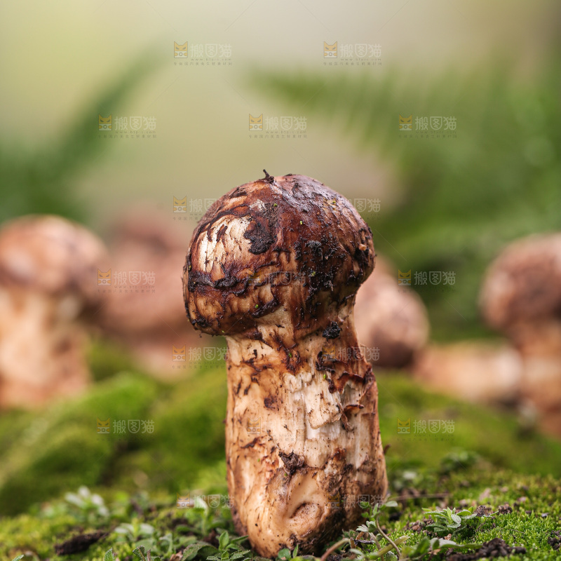 草地上的松茸菇