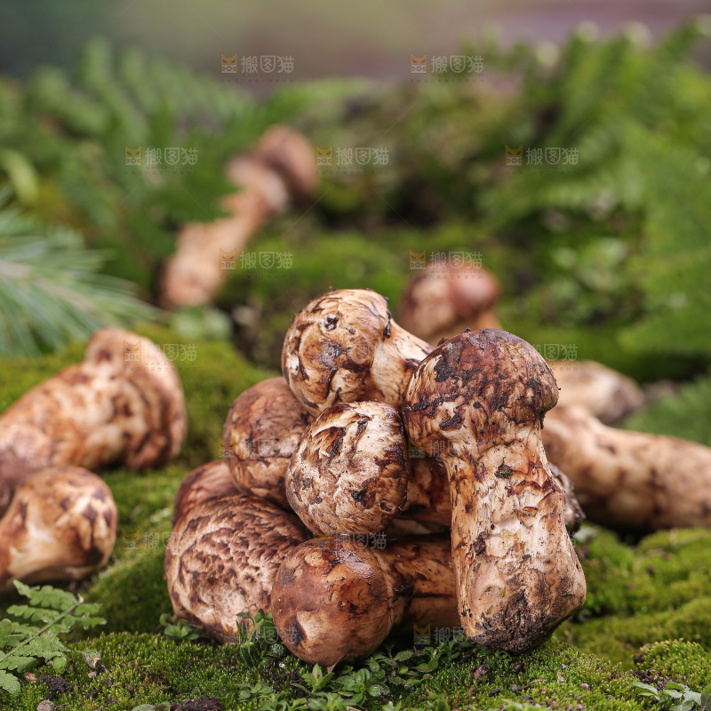 草地上的松茸菇