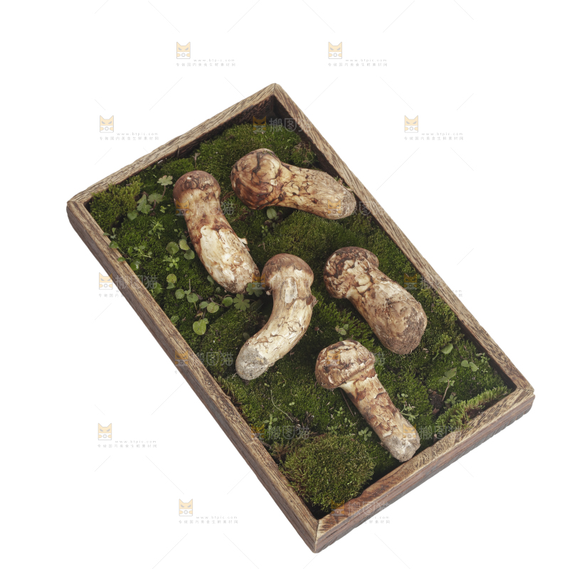 白底上的松茸菇