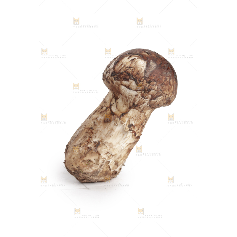 白底上的松茸菇