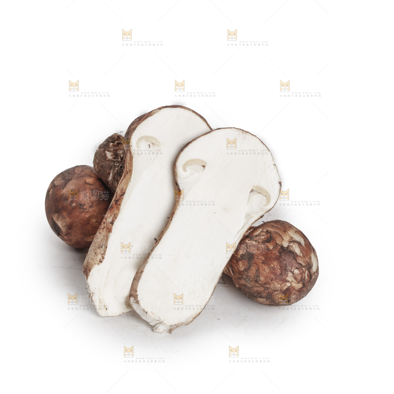 白底上的松茸菇