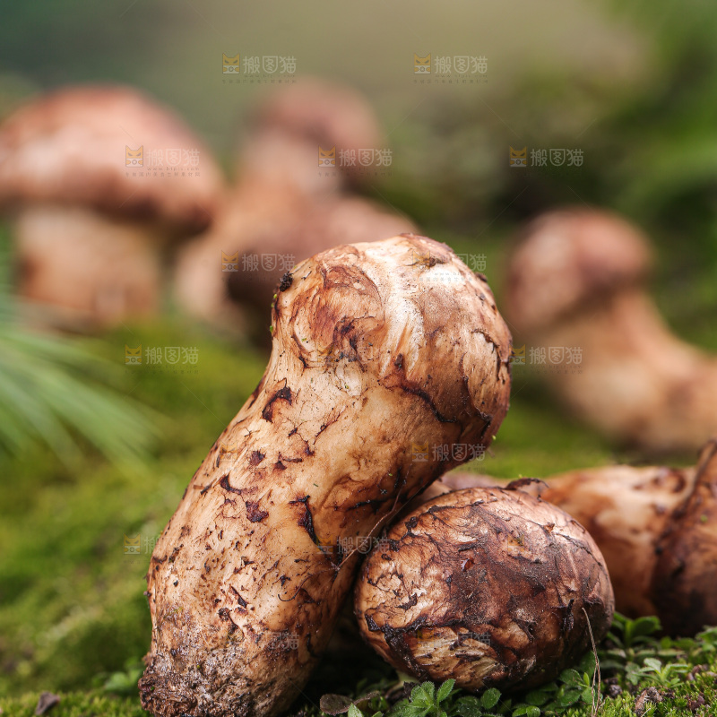 草地上的松茸菇