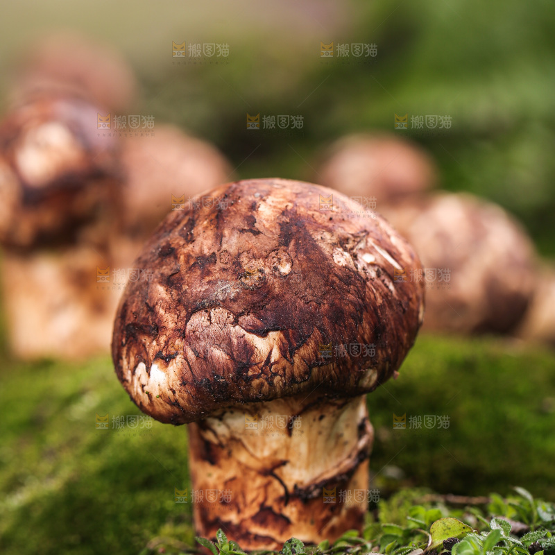 草地上的松茸菇