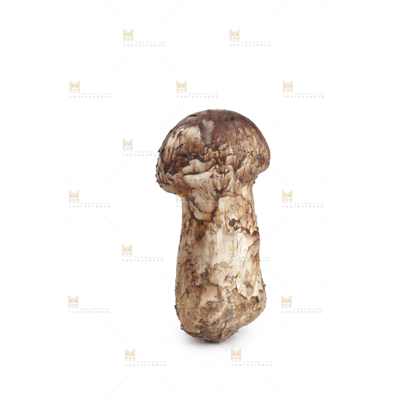 白底上的松茸菇