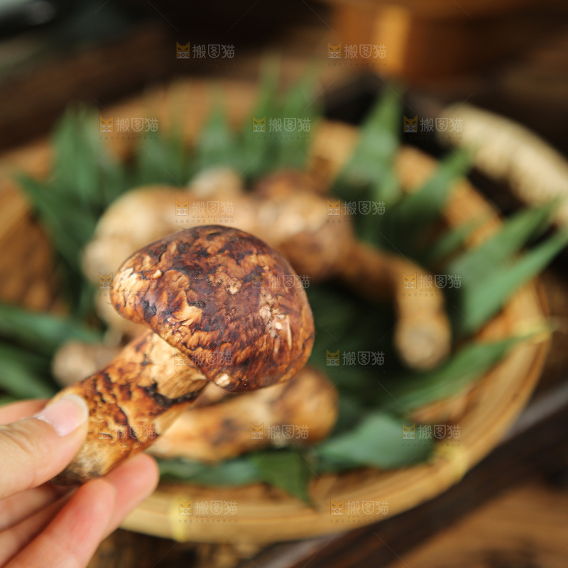深底上的松茸菇