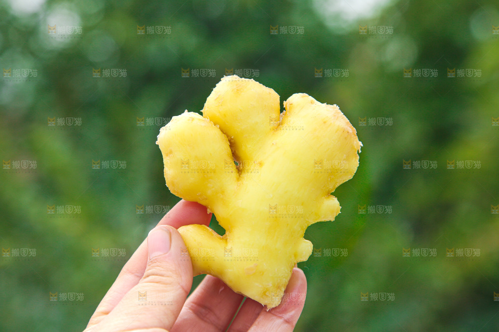 手上拿的小黄姜