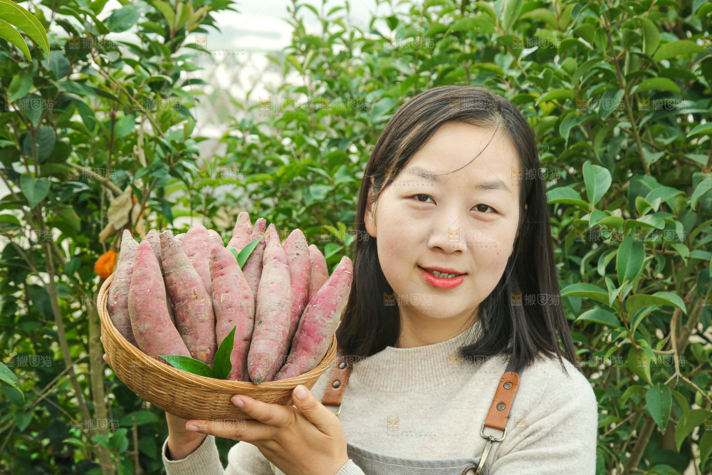 手上拿的红瑶蜜薯