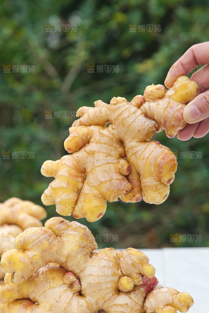 手上拿的小黄姜