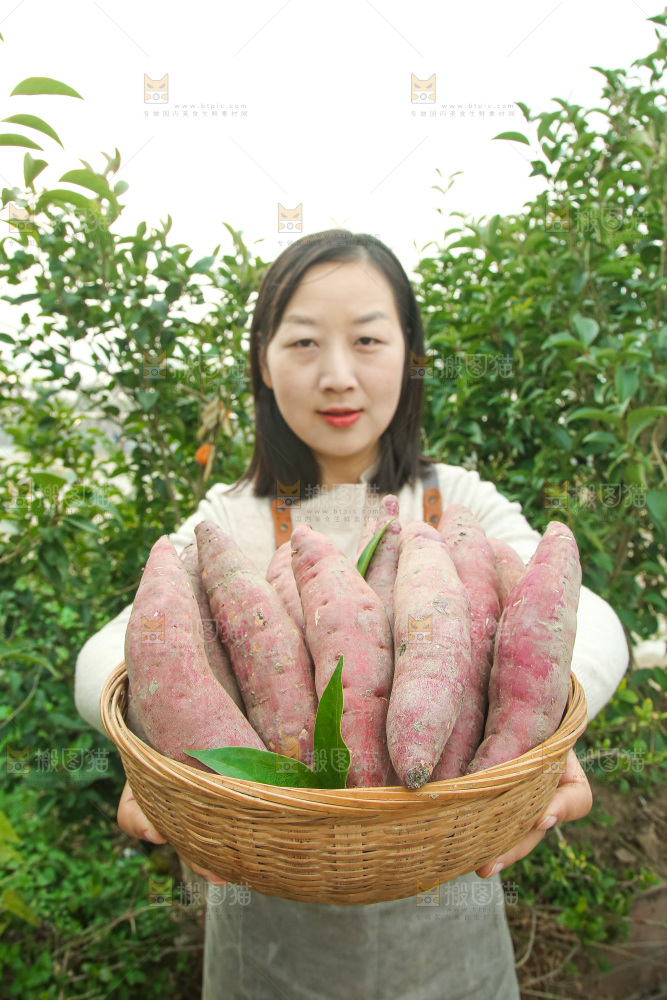 手上拿的红瑶蜜薯