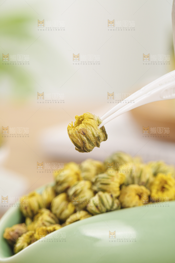 浅底上的胎菊