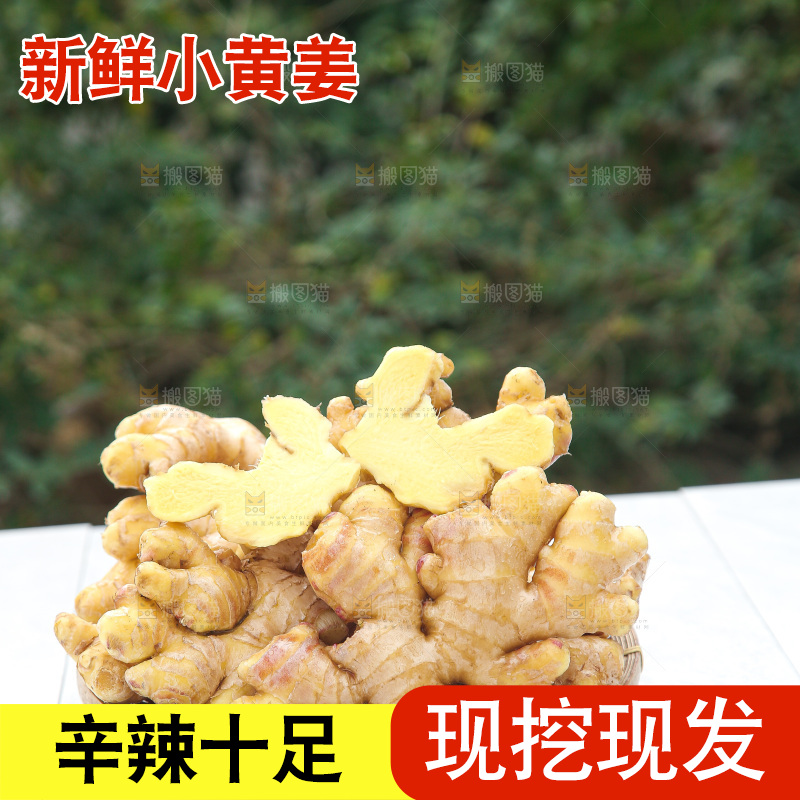浅底上的小黄姜