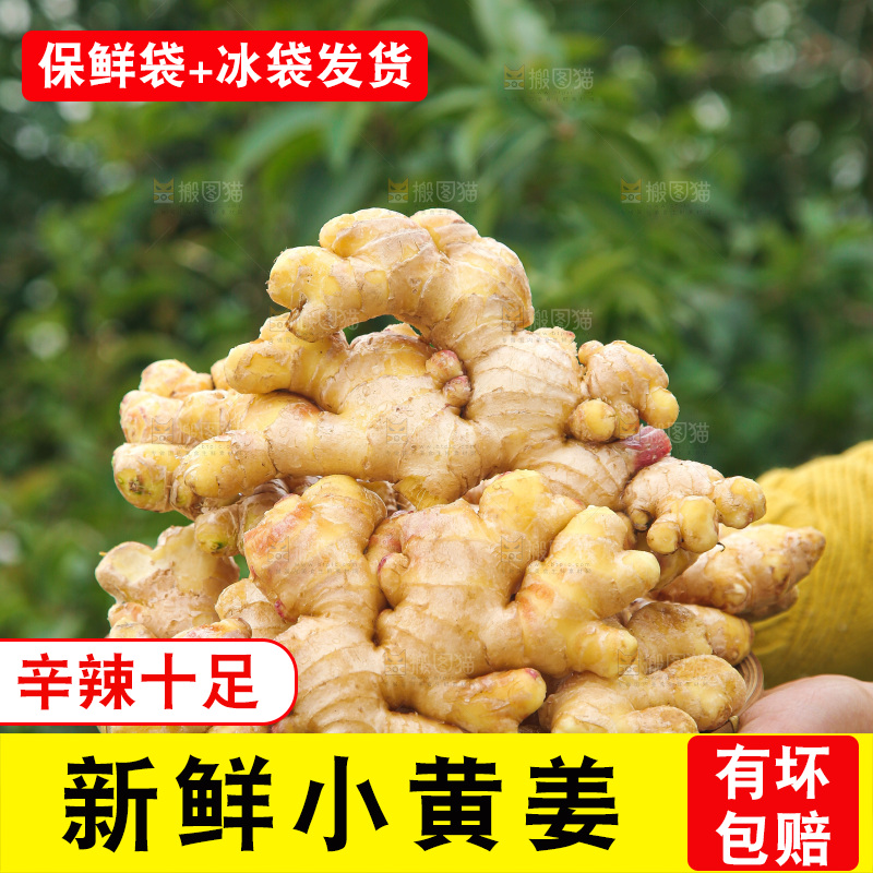 手上拿的小黄姜