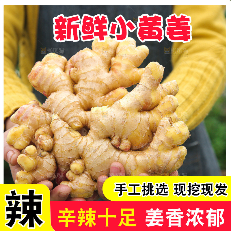 手上拿的小黄姜