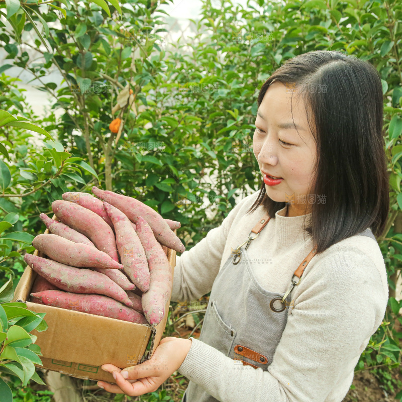 手上拿的红瑶蜜薯