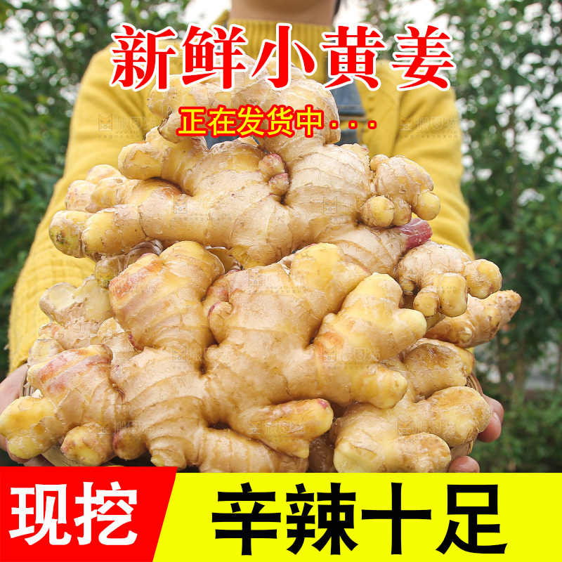 手上拿的小黄姜