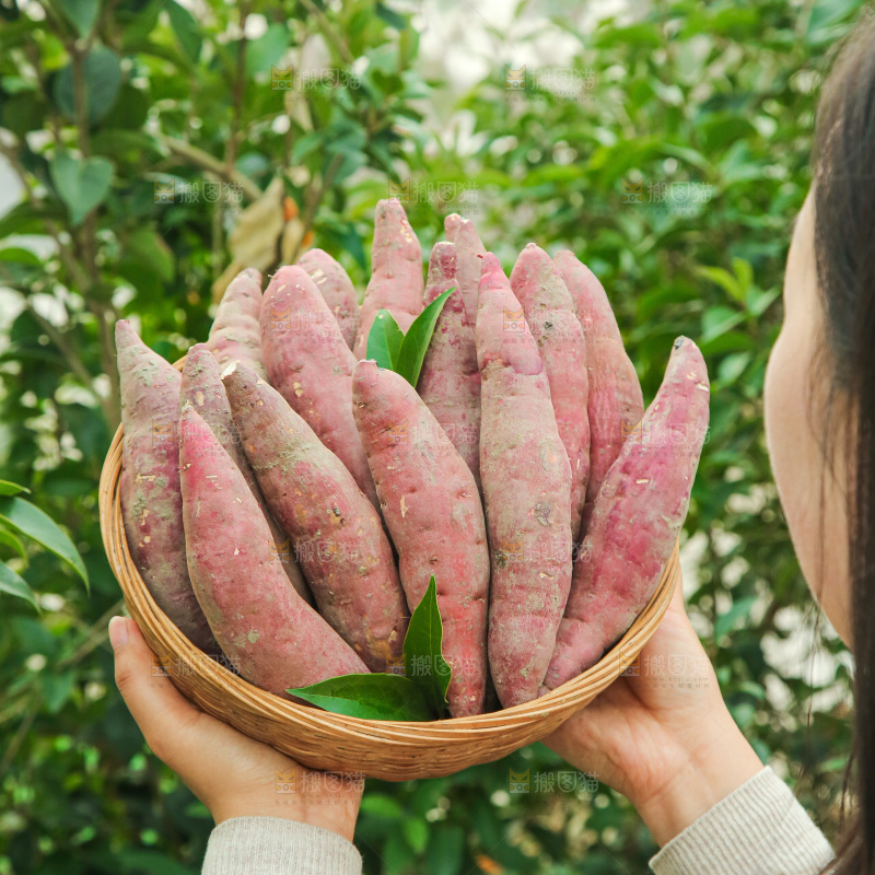手上拿的红瑶蜜薯